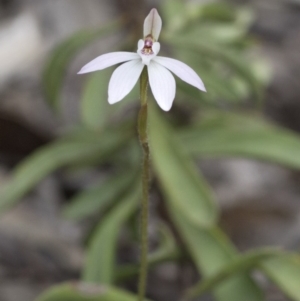 Caladenia fuscata at Wee Jasper, NSW - 2 Sep 2020