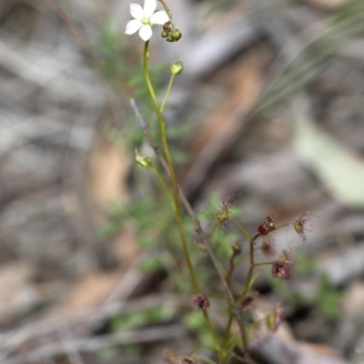 Drosera auriculata (Tall Sundew) at Wee Jasper Nature Reserve - 2 Sep 2020 by JudithRoach
