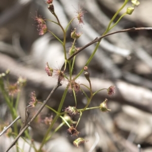 Drosera auriculata at Wee Jasper, NSW - 2 Sep 2020