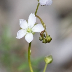 Drosera auriculata at Wee Jasper, NSW - 2 Sep 2020 01:45 PM