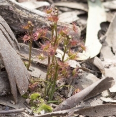 Drosera auriculata (Tall Sundew) at Wee Jasper, NSW - 2 Sep 2020 by JudithRoach