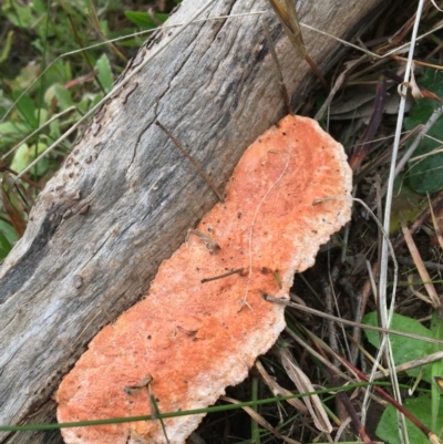 Trametes coccinea (Scarlet Bracket) at Wodonga, VIC - 2 Sep 2020 by Alburyconservationcompany