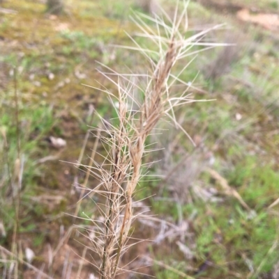 Aristida ramosa (Purple Wire Grass) at - 2 Sep 2020 by Alburyconservationcompany