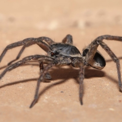 Venatrix sp. (genus) (Unidentified Venatrix wolf spider) at Evatt, ACT - 1 Sep 2020 by TimL
