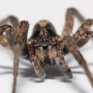 Venatrix sp. (genus) at Evatt, ACT - 1 Sep 2020