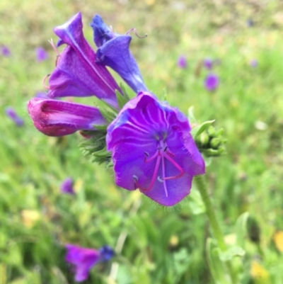 Echium plantagineum (Paterson's Curse) at Wodonga, VIC - 2 Sep 2020 by Alburyconservationcompany