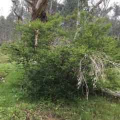 Unverified Other Shrub at Wodonga Bushland Reserve - 3 Sep 2020 by Alburyconservationcompany