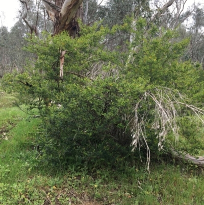 Unverified Other Shrub at Wodonga Bushland Reserve - 3 Sep 2020 by Alburyconservationcompany