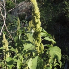 Amaranthus powellii (Powell's Amaranth) at Banks, ACT - 31 Mar 2020 by MichaelBedingfield