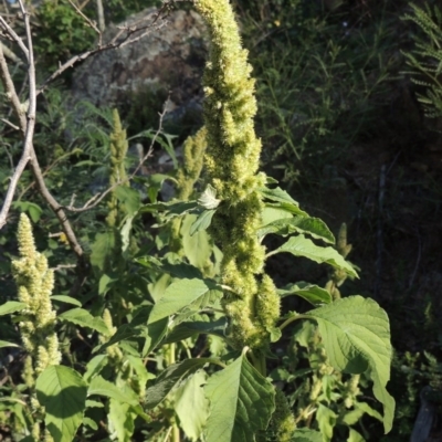 Amaranthus powellii (Powell's Amaranth) at Banks, ACT - 31 Mar 2020 by MichaelBedingfield