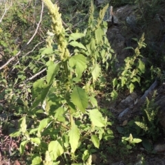 Amaranthus powellii at Banks, ACT - 31 Mar 2020