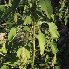 Amaranthus powellii at Banks, ACT - 31 Mar 2020