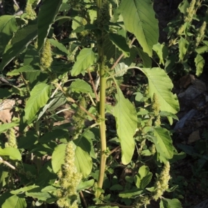 Amaranthus powellii at Banks, ACT - 31 Mar 2020 06:34 PM