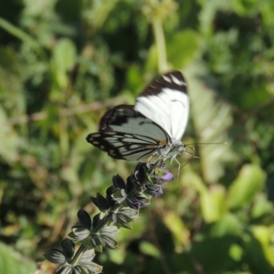 Belenois java (Caper White) at Banks, ACT - 31 Mar 2020 by MichaelBedingfield