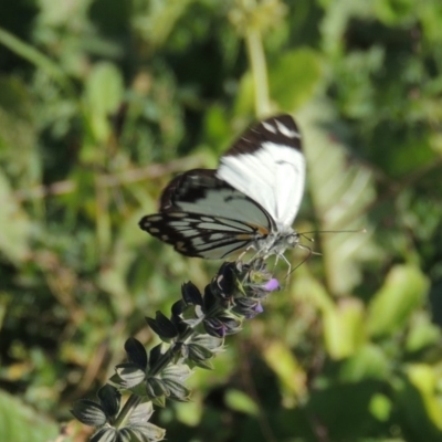 Belenois java (Caper White) at Banks, ACT - 31 Mar 2020 by michaelb