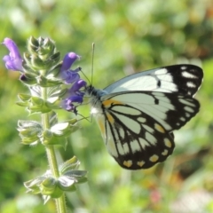 Belenois java (Caper White) at Banks, ACT - 31 Mar 2020 by MichaelBedingfield