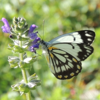 Belenois java (Caper White) at Banks, ACT - 31 Mar 2020 by michaelb