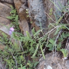 Glycine clandestina (Twining Glycine) at Rob Roy Range - 31 Mar 2020 by MichaelBedingfield