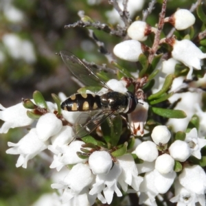 Melangyna viridiceps at Fisher, ACT - 29 Aug 2020 01:30 PM