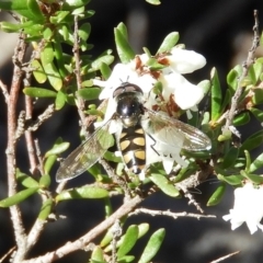 Melangyna viridiceps at Fisher, ACT - 29 Aug 2020