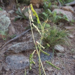 Grona varians (Slender Tick-Trefoil) at Rob Roy Range - 31 Mar 2020 by MichaelBedingfield