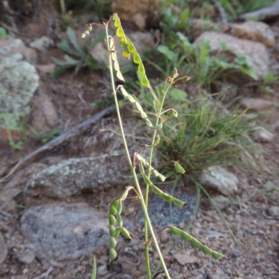 Grona varians (Slender Tick-Trefoil) at Banks, ACT - 31 Mar 2020 by michaelb