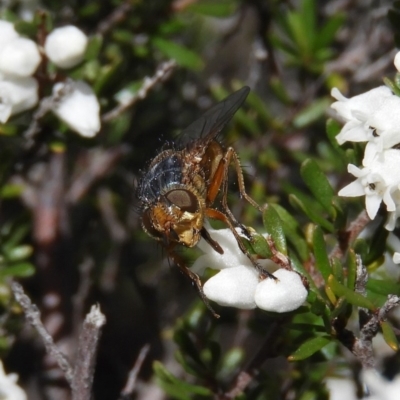 Chaetophthalmus sp. (genus) (A bristle fly) at Fisher, ACT - 29 Aug 2020 by MatthewFrawley