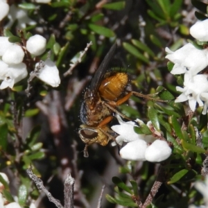 Chaetophthalmus sp. (genus) at Fisher, ACT - 29 Aug 2020