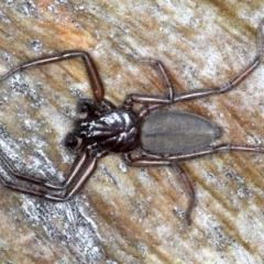 Gnaphosidae or Trochanteriidae (families) (Flat spider) at Majura, ACT - 1 Sep 2020 by jb2602