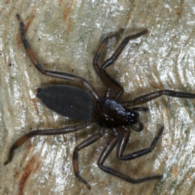 Gnaphosidae or Trochanteriidae (families) (Flat spider) at Majura, ACT - 1 Sep 2020 by jbromilow50