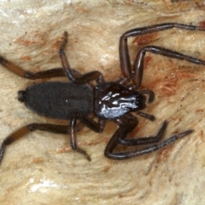 Gnaphosidae or Trochanteriidae (families) at Majura, ACT - 1 Sep 2020 04:49 PM