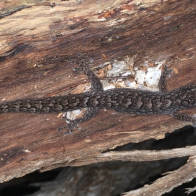 Christinus marmoratus (Southern Marbled Gecko) at Campbell Park Woodland - 1 Sep 2020 by jbromilow50