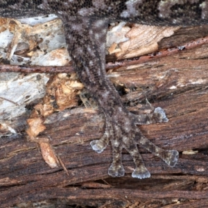 Christinus marmoratus at Majura, ACT - 1 Sep 2020 03:57 PM