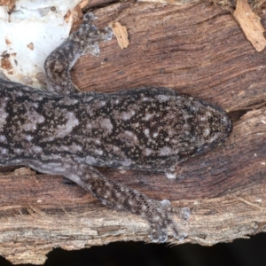 Christinus marmoratus at Majura, ACT - 1 Sep 2020