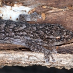 Christinus marmoratus at Majura, ACT - 1 Sep 2020