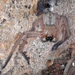 Delena cancerides at Campbell, ACT - 1 Sep 2020