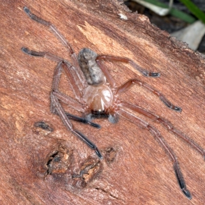 Delena cancerides (Social huntsman spider) at Majura, ACT - 1 Sep 2020 by jbromilow50
