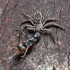 Tharpyna campestrata (Country Crab Spider) at Hawker, ACT - 3 Sep 2020 by Roger