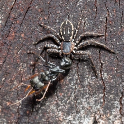 Tharpyna campestrata (Country Crab Spider) at Hawker, ACT - 3 Sep 2020 by Roger