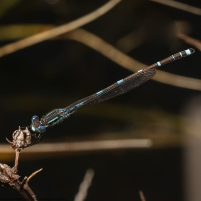 Austrolestes leda (Wandering Ringtail) at Molonglo River Reserve - 3 Sep 2020 by Roger