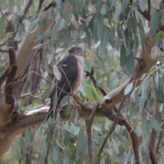 Accipiter cirrocephalus (Collared Sparrowhawk) at Springdale Heights, NSW - 2 Sep 2020 by PaulF