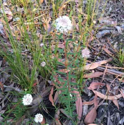 Pimelea linifolia (Slender Rice Flower) at Woodstock, NSW - 31 Aug 2020 by Evelynm