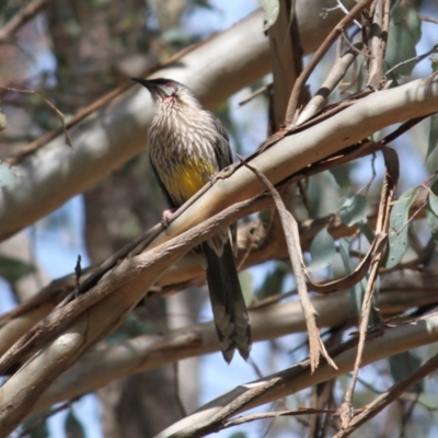 Anthochaera carunculata (Red Wattlebird) at Albury - 2 Sep 2020 by PaulF