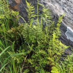 Cheilanthes sp. (Rock Fern) at Springdale Heights, NSW - 31 Aug 2020 by ChrisAllen