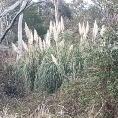 Cortaderia selloana (Pampas Grass) at Flea Bog Flat, Bruce - 3 Sep 2020 by tpreston