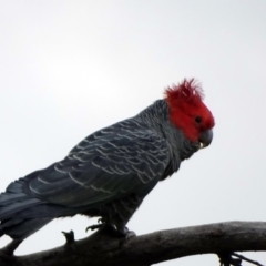 Callocephalon fimbriatum (Gang-gang Cockatoo) at O'Malley, ACT - 2 Sep 2020 by Mike