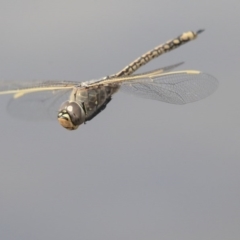 Anax papuensis (Australian Emperor) at Gungahlin, ACT - 3 Sep 2020 by AlisonMilton