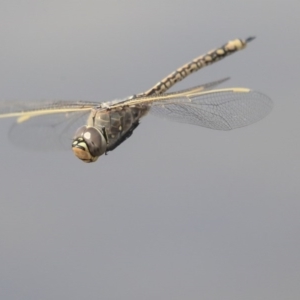 Anax papuensis at Gungahlin, ACT - 3 Sep 2020