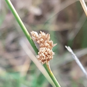 Juncus sp. at Bruce, ACT - 3 Sep 2020