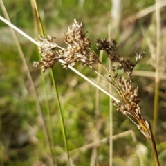 Juncus sp. at Bruce, ACT - 3 Sep 2020